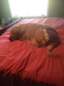 RosiePosie17041Ah1.jpg